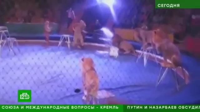 ТИГР НАПАЛ НА ЗАПАШНОГО