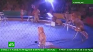 ТИГР НАПАЛ НА ЗАПАШНОГО