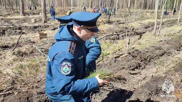 Сотрудники Главного управления МЧС России по Томской области приняли участие в акции "Сад памяти" смотреть онлайн
