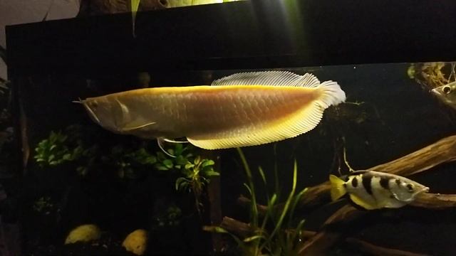 Арована альбинос 2года