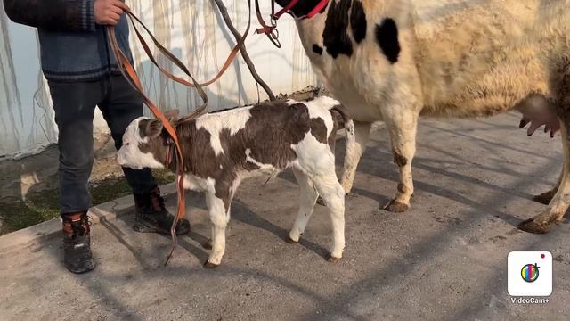 SUTI KOP PULI ARZON SIGIRLAR KELDI ☎️ +998 91-651-30-80 смотреть онлайн