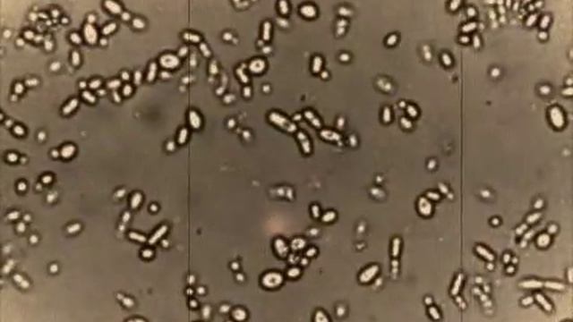 The Search for Mystic Brewery Yeast смотреть онлайн