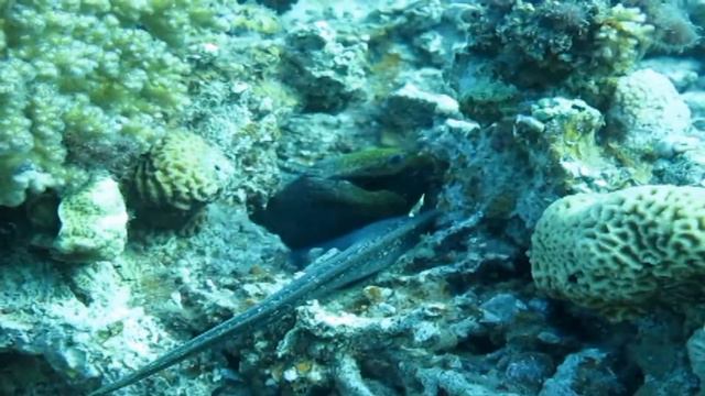 Дайвинг в Красном море. Эйлат. Red sea. Eilat, Israel смотреть онлайн
