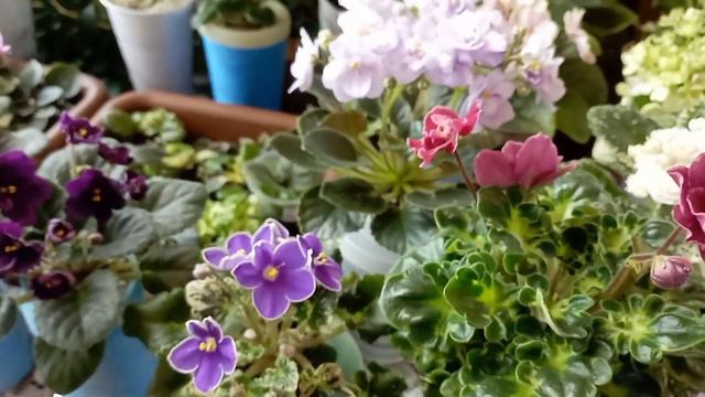 Разговор о фиалках🥰🌱какие сорта нравятся, а нужно ли шапочное цветение? смотреть онлайн