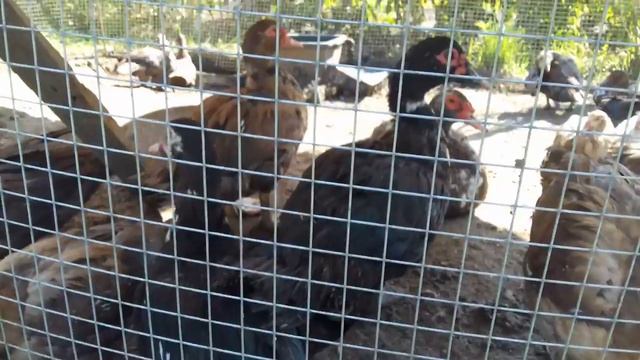 Мускусные утки - племенной молодняк формируем стадо к зиме смотреть онлайн