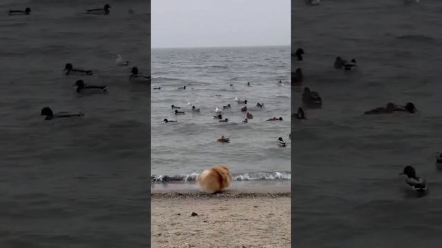 pomeranian NORRIS Elenhouse смотреть онлайн