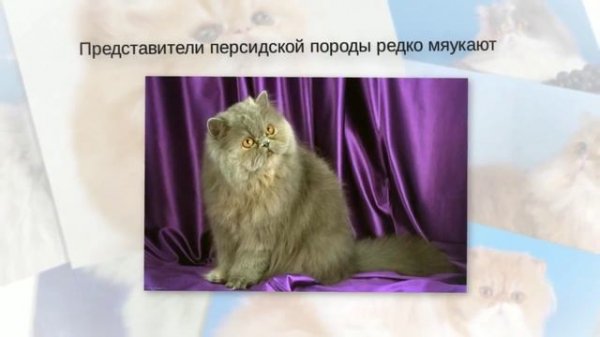 Породы кошек - Персидская кошка. [Persian Cat (Cat Breed)]