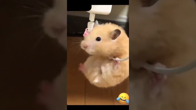 FUNNY CRAZY ANIMALS!! DOGS | CATS | GOATS | FROGS | FLYING SQUIRRELS l FUNNY FARMYARD ANIMALS!! смотреть онлайн