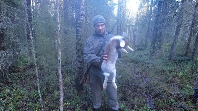 САМЫЙ ПРОСТОЙ СПОСОБ ДОБЫТЬ ЗАЙЦА / ОХОТА НА ЗАЙЦА-БЕЛЯКА В УЗЁРКУ С РУЖЬЁМ / ОСЕННЯЯ ОХОТА 2023. смотреть онлайн