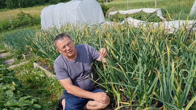 Заключительная подкормка чеснока