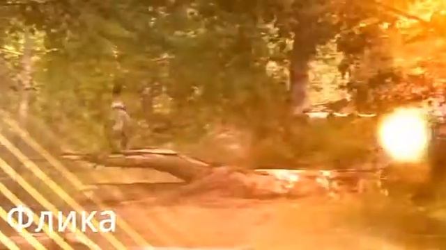 ТОП 7 лучших фильмов про лошадей смотреть онлайн