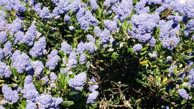 Bees in Ceanothus Part 2 (4K) смотреть онлайн