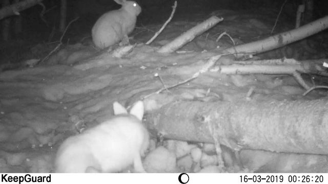 Керженские бобры. Часть 3. Зайцы в столовой бобра смотреть онлайн