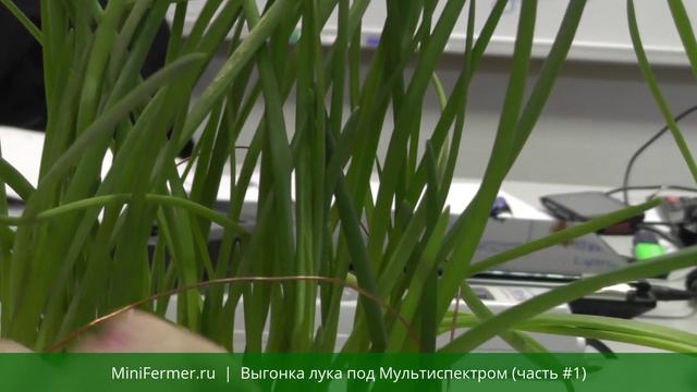 Выгонка лука на перо под светодиодной фитолампой #1 смотреть онлайн