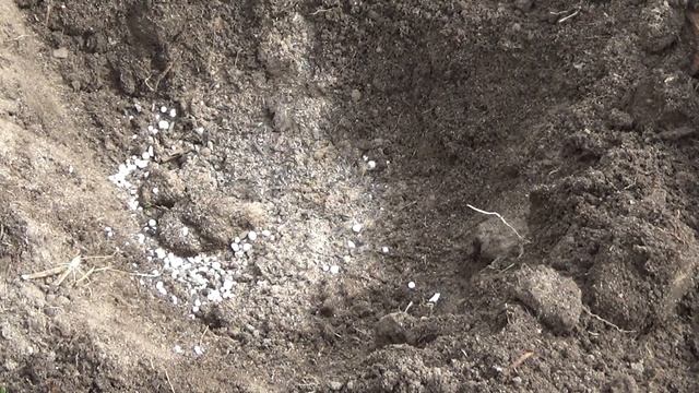 Высаживаю флоксы в открытый грунт. смотреть онлайн