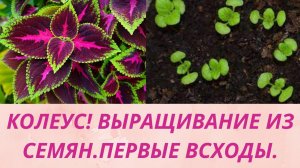 Колеус . Появились первые всходы.Уход за сеянцами чтобы не вытянулись. Условия для роста сеянцев.