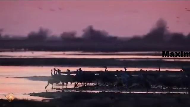 Журавли смотреть онлайн