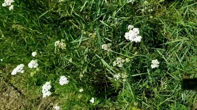 САМВЕЛ АДАМЯН ПОЗОР В КВАРТИРЕ НА ПЛАНЕТНОЙ