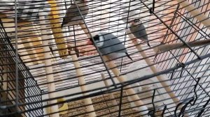 рисовый амадин поёт