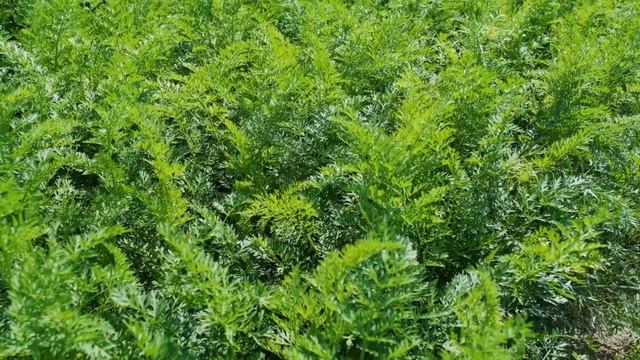 ЧИМ ПОЛИТИ МОРКВУ для росту, солодкості та від шкідників! Моя дачна хитрість