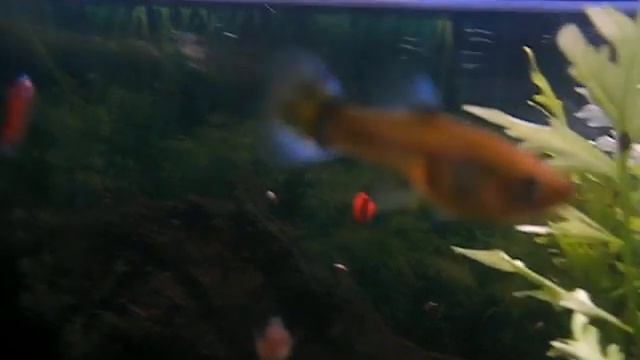 Пересадка меченосцев в большой аквариум смотреть онлайн