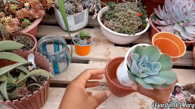 Maratón de trasplante 3/10 graptoveria Titubans variegada, echeveria dusty rose y más смотреть онлайн