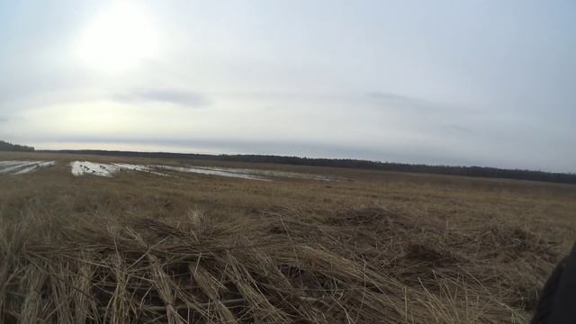 Открытие нового сезона 2022 на гуся. Мы открылись.#охотанагуся#нагусясчучелами#гуси#Весна#