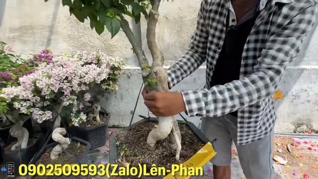 Hoa giấy cây dù,Adarna,tím tuyết,phôi giấy giá rẻ..04/04📲0902509593.Lên-Phan. смотреть онлайн