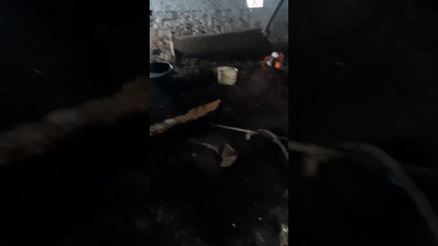 Абиссинка в Тарском районе