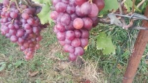 Виноград. Г/ф Фантазер Кашича.