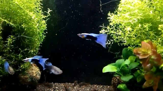 Гуппи Блю Неон Guppy Blue Neon смотреть онлайн