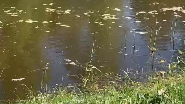 Хор зеленых прапорщиц