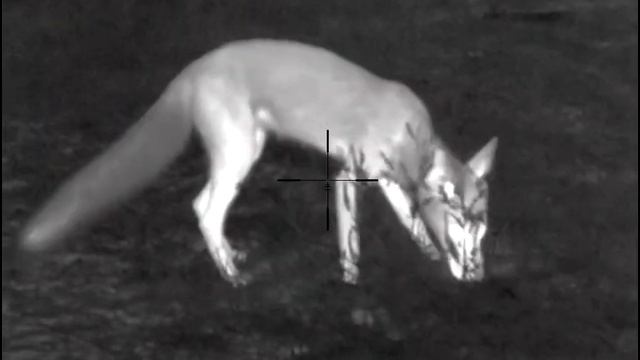 Охотились на Волка, а пришёл ручной лисёнок! смотреть онлайн