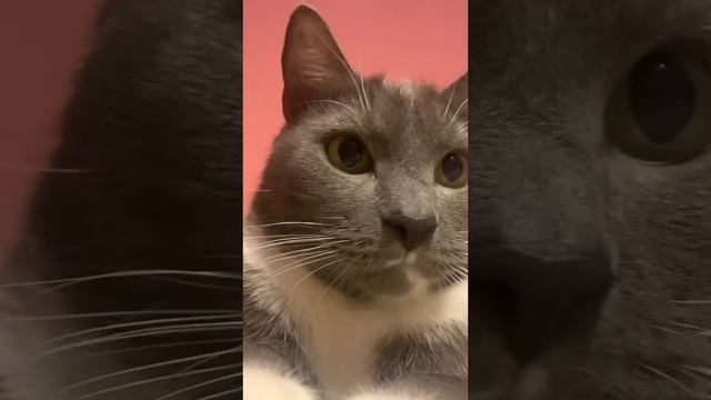 кот смотреть онлайн