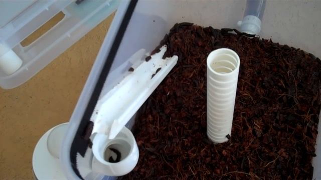 6 gallon BSF composter - single ramp test смотреть онлайн