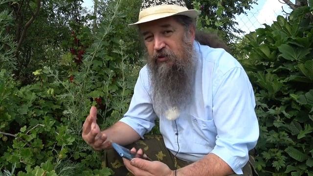 Святая трава, чернобыльник, глистогон - полынь обыкновенная смотреть онлайн