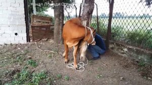 Поговорим о признаках отёла у коровы// как понять что корова собралась рожать ??!!?