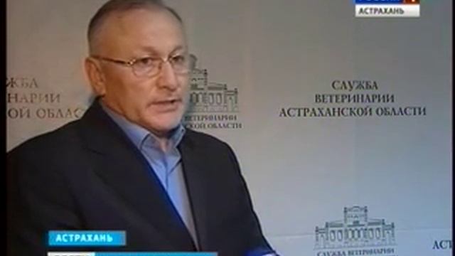 Смертельный вирус Впервые за 10 лет в Астрахани гибнут кудрявые пеликаны смотреть онлайн