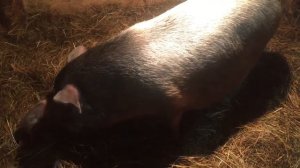 Наша свинка родила. Давит и топчет поросят , что делать?