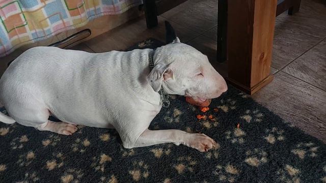 аппетитная еда Этуаль бультерьер кушает 🥕 морковь Кастропуло смотреть онлайн