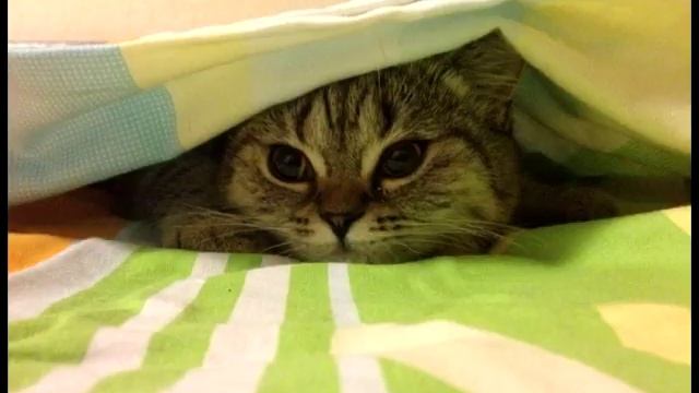 Почему кошка спит на человеке смотреть онлайн