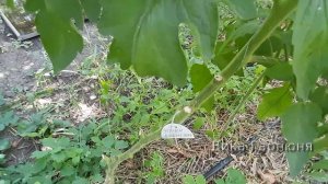 томат Чёрный бизон