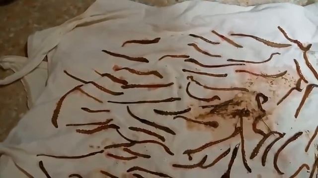 Рыба в Объективе