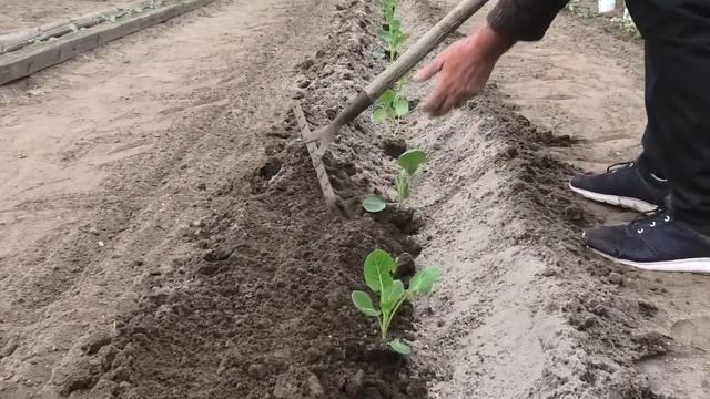 Высадка капусты в открытый грунт. Часть 4. смотреть онлайн