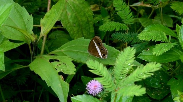 Самая красивая мелодия на свете ? Затрагивающая Самые Сокровенные Уголки Души ? Цветы распускаются