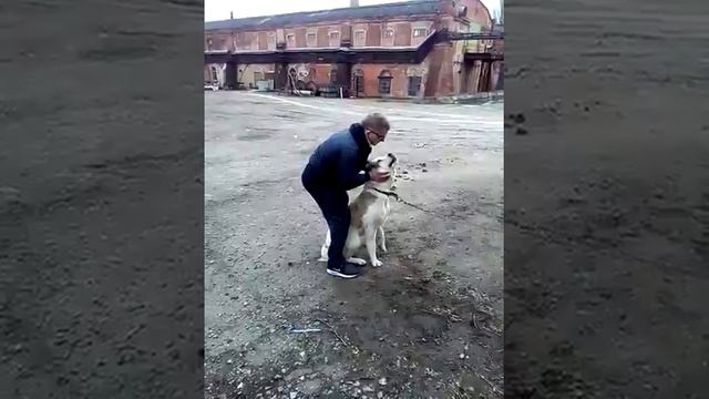 Собаки Тайсон 8лет и Боня 1.9 #собака #собаки #собакадругчеловека #алабай #красивые #друзья #украин смотреть онлайн