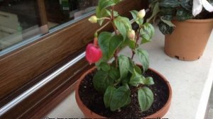 Почему у фуксии опадают бутоны не успев раскрыться