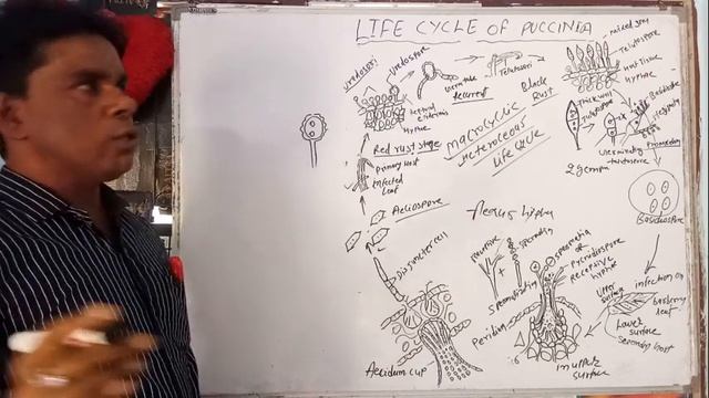 #Life cycle of puccinia B.sc 1 смотреть онлайн