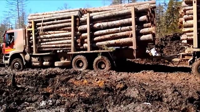 приморский край жестокая вывозка леса на севере смотреть онлайн