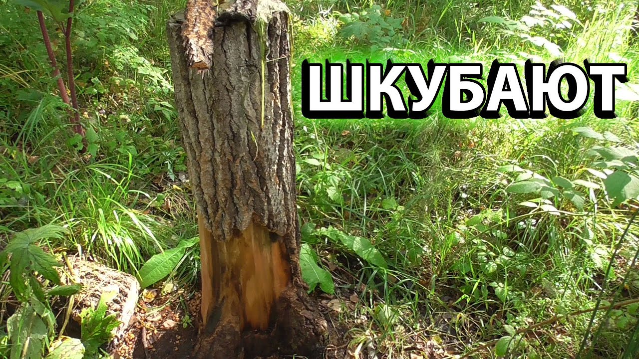 Барсук не пришел Переставил фотоловушку на другой солонец смотреть онлайн